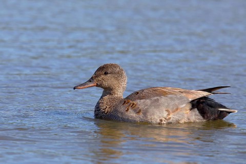 Gadwall