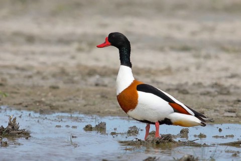 Common shelduck