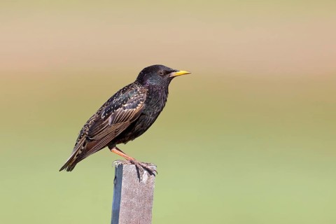 Starling