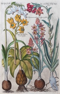 Hyacinths