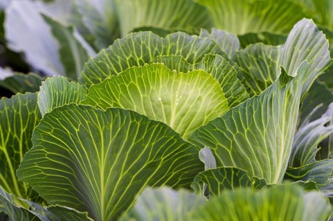 White cabbage