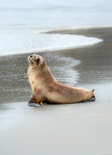 New Zealand sea lion