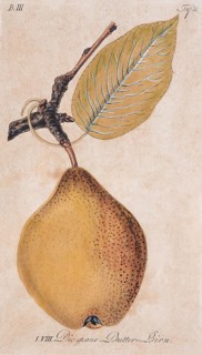 Pears