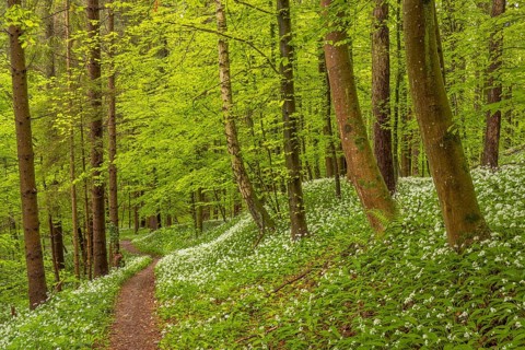 Hiking trail through Common beeches forest
