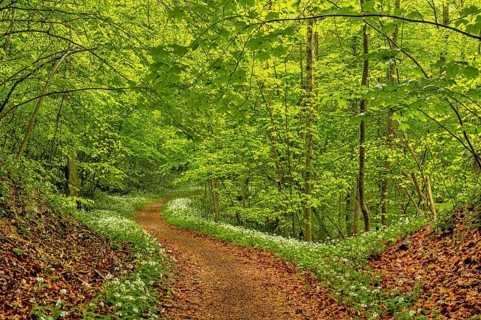 Hiking trail through Common beeches forest