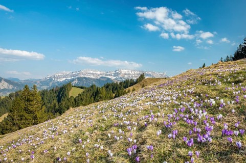 Meadow with flowering purple Crocus