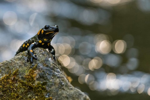 Fire salamander