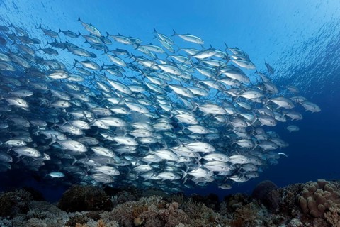 Swarm of fish Bigeye trevallies