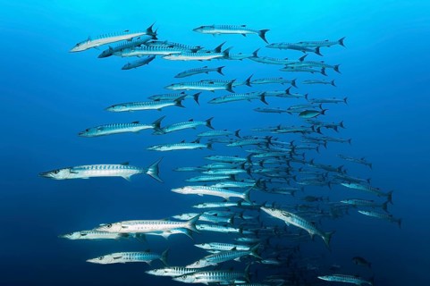 Swarm of fish Blackfin barracudas