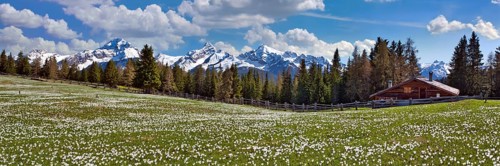 Maiensaess with flowering crocuses