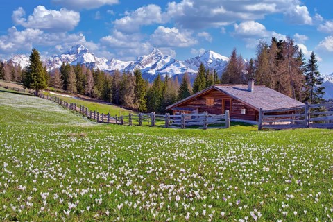 Maiensaess with flowering crocuses