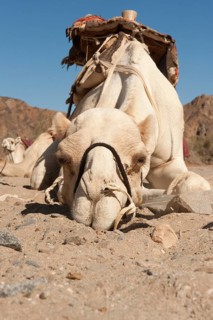 Dromedary