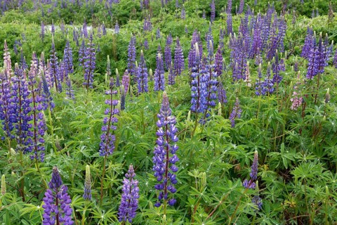 Violet flowering Lupins