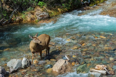 Female South Andean Deer