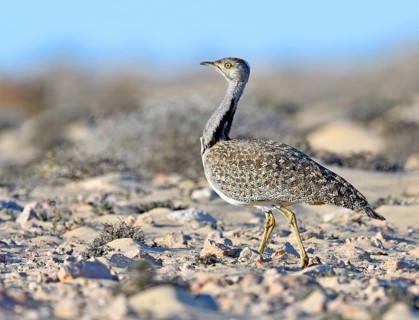 Houbara bustardmales