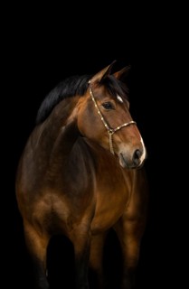 Portrait of a brown Holstein mare with halter in front of a black background