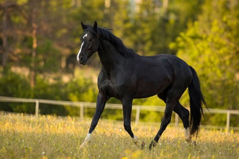 Warmblood black gelding at the trot on pasture