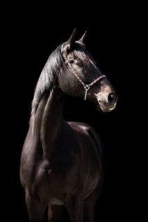 Portrait of a brown Trakehner mare with halter in front of a black background