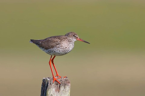 Common redshank