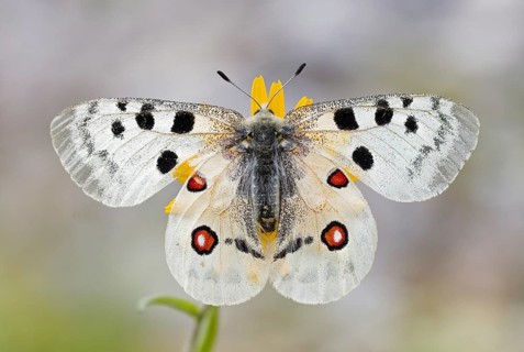 Red Apollo