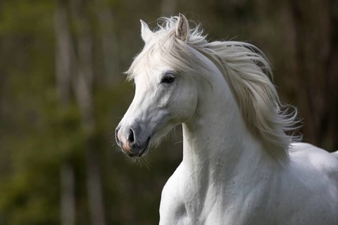 Thoroughbred Arabian grey stallion