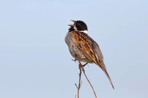 Reed bunting