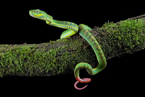 Palawan pit viper