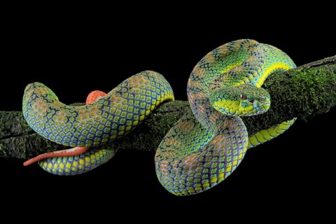 Palawan pit viper