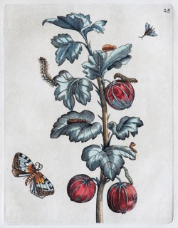 Gooseberries