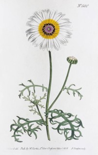Colourful usurious flower