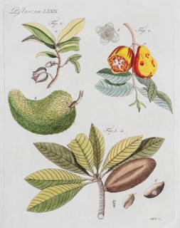 Guava