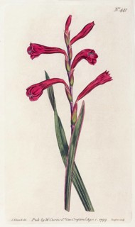 Chasmanthe