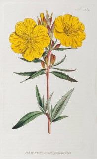 Evening-primrose