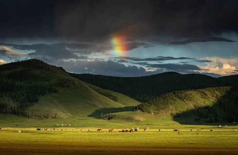 Orkhon valley nomadic life with grazing animals and gers in the back