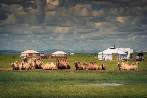 Camels laying on the ground in front of the gers