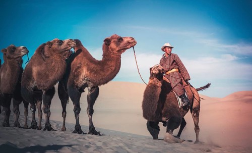Nomad tending his camels in the Gobi Desert