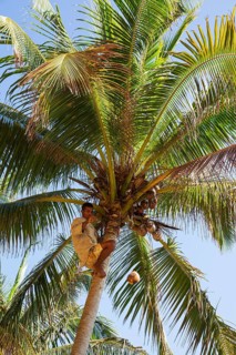 Man harvests coconuts from Coconut palm