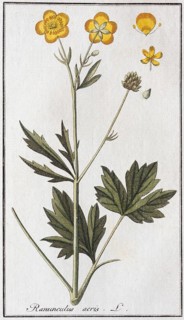 Sharp buttercup