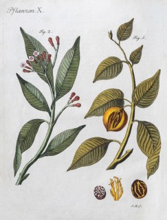 Cloves