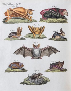 Microbats