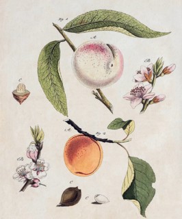 Peach