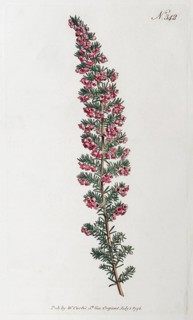 Common Heather
