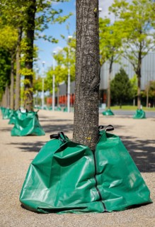 Water sacks irrigate trees in the urban area during drought