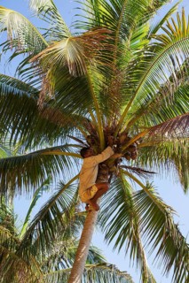 Man harvests coconuts from Coconut palm