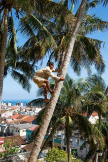 Man climbs on a Coconut palm