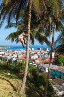 Man climbs on a Coconut palm