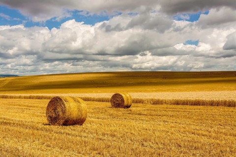 Bales of straw in harvested fields
