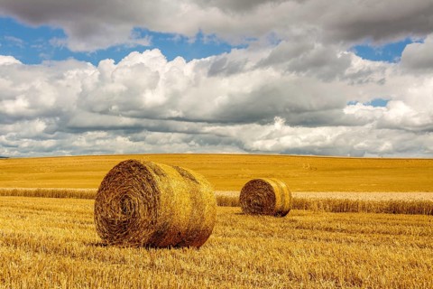 Bales of straw in harvested fields