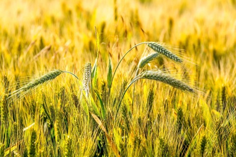 Close-up of a wheat ear in a wheat field