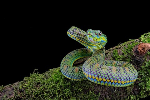 Palawan pit viper